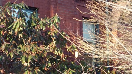 Pretty sure there is some intricate terra cotta behind that shrubbery. 